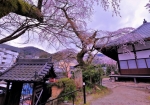 3/29 『山門』をくぐり眺めた…境内に咲く巨木の“糸桜”...と、・・・!!!