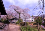 3/29 【本堂】前から…樹齢270年を超える“糸桜”と、・・・!!!