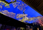 3/29 ブルーアワーの空にライトアップに彩られた妖艶な“糸桜”を・・・!!!