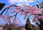 4/6 ［鐘楼］の傍らに咲いていた古木の“しだれ桜”...と、遠くに望む市街地の景色を・・・!!!