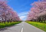 11km続く桜と菜の花の道。