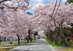 国道397号の桜並木