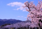 4/6 貯水池の辺を彩る桜並木...と、山肌の緑...と、・・・!!!