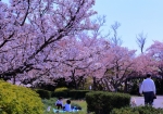 4/6 春うらら…満開の“さくら”の木の下で、小さな花見客が戯れていました・・・!!!