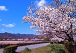 4/6 池畔の遊歩道〜青い空...と、春を彩る桜並木...と・・・!!!