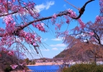 4/6 “しだれ桜”の枝越しに覗いて見ました…春景色を・・・!!!