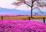 4/16 花園に設けられた『あずまや』〜綺麗に咲き誇る“芝桜”を・・・!!!
