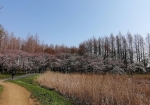 桜とアシのコラボ