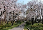 針葉樹林と桜