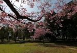 バーベキュー場の桜は色が濃厚