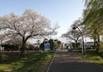 水元公園の桜は外周を中心に植わってる。