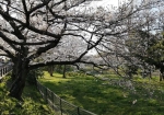 桜の古木が多い。節くれだっている