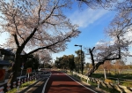 車の通り抜けも人気。スピードを落として桜を見ている人がちらほらいる