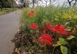彼岸花期の水元公園はあちこちで彼岸花が雑草のように咲いている