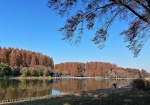 秋深まり。一日中楽しめる水元公園。