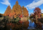 水性植物園の紅葉も11月末でピーク。12月15日あたりまで楽しめる