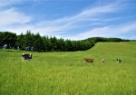 ノンビリ草を食む牛たち。いつまでも眺めていたくなる景色です