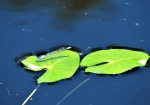ルリイトトンボが、コウホネの葉に止まります。他にも沢山の種類の昆虫も飛び交う浮島湿原。