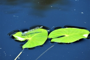 ルリイトトンボが、コウホネの葉に止まります。他にも沢山の種類の昆虫も飛び交う浮島湿原。