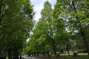 桜が終わると公園内が一気に緑色になる