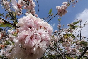 八重桜がまだ少し残ってる
