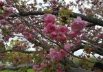 GW中までなんとか持つだろう五色の桜