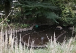 池がふたつある。もう片方の池には毎年ガマが生える。
