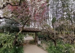 日本庭園のところの梅も満開。