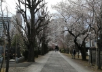 枝垂れ桜の一本道。奥が霞んで見える