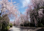 ソメイヨシノと交代で満開になる枝垂れ桜