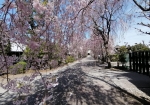 駒込と本郷の唯一無二の枝垂れ桜。影の大きさは花の多さ