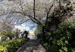 ソメイヨシノはほとんどない。上野公園の桜が終わったらピークになる