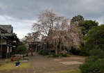 大きな枝垂れ桜の木がある