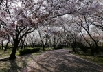 桜でも有名な公園である