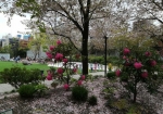土日も平日もすごい人混みの桜の花見