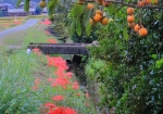 9/28 秋を彩る真っ赤な“曼珠沙華”...と、色づき始めた柿の実を・・・!!!