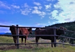 10/18 私達が近づくと、牛たちが近寄ってきました・・・よく慣れている牛たちです・・・!!!