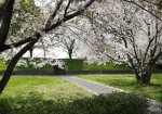 もちろん桜も満開。4月は一日中楽しめる