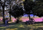 10/25 遺跡公園の中からピンク色に染まる“コスモス畑”を眺めていました・・・!!!