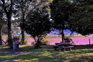 10/25 遺跡公園の中からピンク色に染まる“コスモス畑”を眺めていました・・・!!!