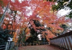 都内だと12月頭には紅葉は散っている。喜多院は12月半ばまでは紅葉が鑑賞できるのだ
