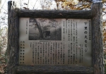 仙元山の遊歩道の途中に天然記念物がある。