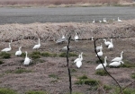 白鳥のコロニーがたくさんある。カラスがすごく威嚇している