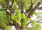 樹齢800年の楠木