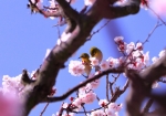 3/1 白梅の木の枝に仲良く寄り添うメジロたちが可愛くて❛パチリ❜...と、一枚撮っておきました・・・!!!