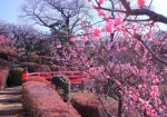 3/1 山の斜面を彩る朱い欄干と、周囲を彩る紅い梅の花を・・・!!!