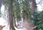 杉木立の参道