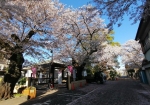 霊園事務所前の桜