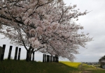 桜と菜の花スポット