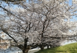 枝が大振りで見事な桜だ